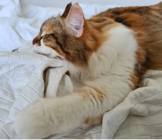 Sibirisk katt Himalia